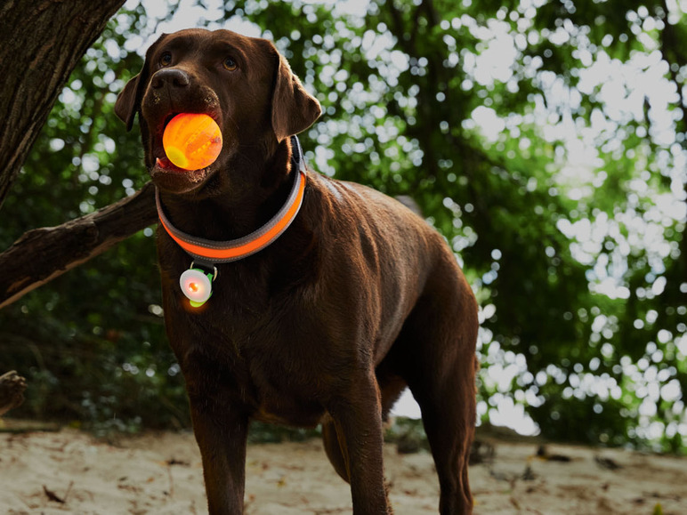 Pełny ekran: Zoofari Zabawka dla psa z światłem LED, 1 sztuka - zdjęcie 11