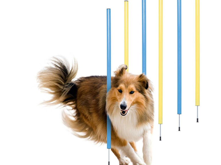 Pełny ekran: zoofari® Akcesoria do treningu agility dla psa, 1 sztuka lub 1 zestaw - zdjęcie 8