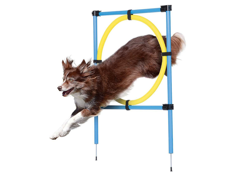 Pełny ekran: zoofari® Akcesoria do treningu agility dla psa, 1 sztuka lub 1 zestaw - zdjęcie 10