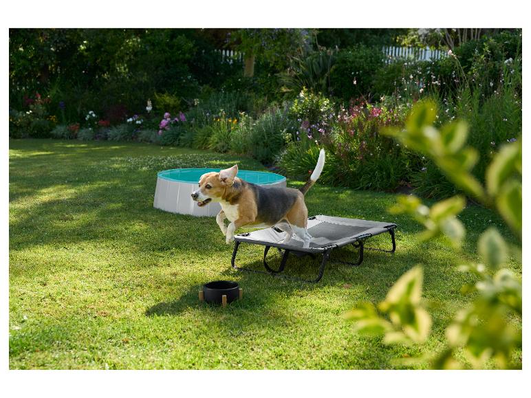 Beagle wskakujący na podwyższone legowisko dla psa, z basenem dla psa w tle.