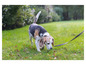 Beagle na smyczy wącha trawę