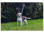 Beagle na smyczy na trawie.