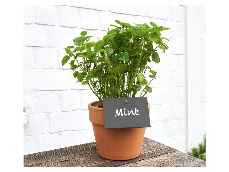 Roślina mięty w glinianym doniczce z tabliczką z łupka.