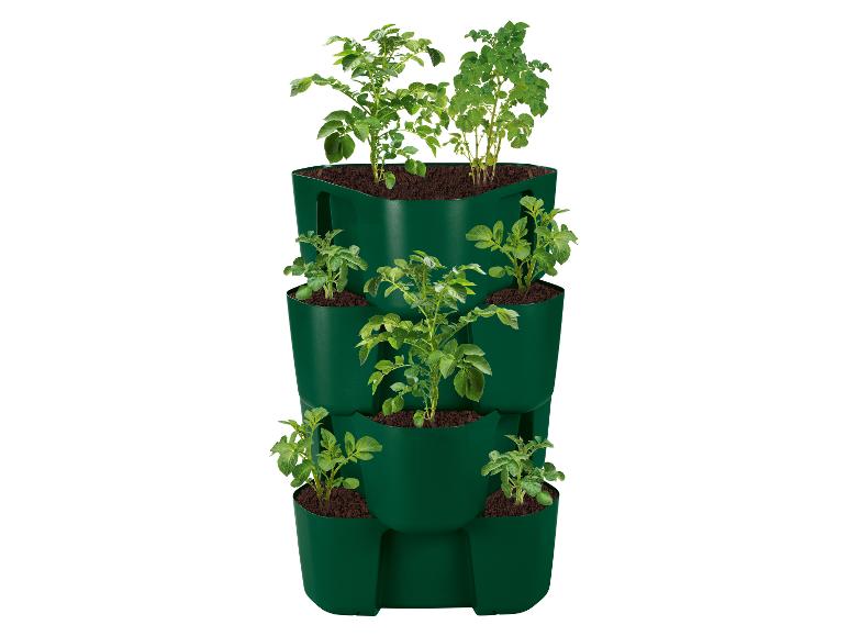 Zielona pionowa doniczka z rosnącymi sadzonkami ziemniaków.