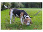 Beagle na zielonej trawie z smyczą.