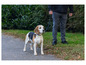 Beagle na chodniku prowadzony na smyczy przez osobę.