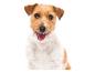Uśmiechnięty pies rasy Jack Russell Terrier.