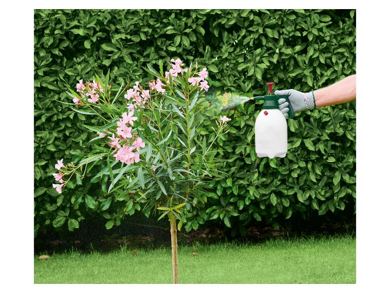 Ręka w rękawiczce spryskuje kwitnący oleander opryskiwaczem ogrodowym.