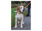 Beagle w pomarańczowej obroży, prowadzony na smyczy, patrzy w prawo.