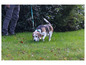 Beagle na trawie, prowadzony na smyczy.
