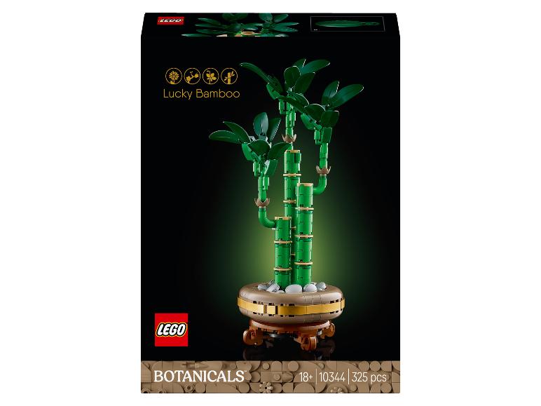 10344 Dracena sandera bambus
