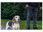 Beagle na smyczy, sfotografowany w parku.