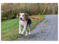 Beagle biegnie na smyczy po betonowej ścieżce.