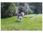 Beagle idzie po trawie na smyczy.