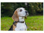 Beagle na zielonej trawie, patrzący w górę.