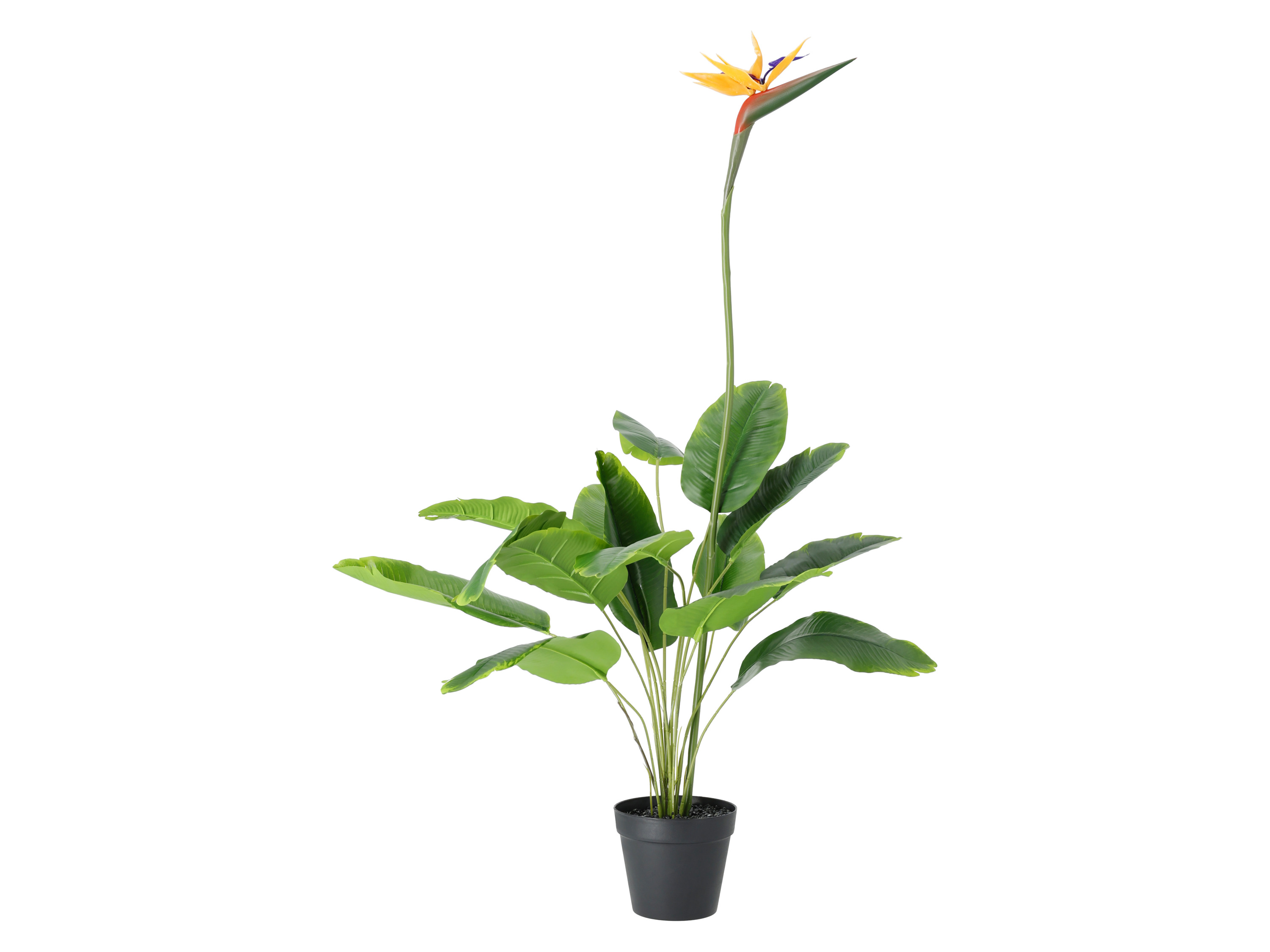 LIVARNO® Sztuczna roślina Drzewo oliwne / Strelicja / Palma (Strelitzia)