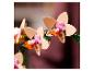 Zbliżenie na sztuczne kwiaty orchidei w odcieniach beżu, różu i pomarańczy.