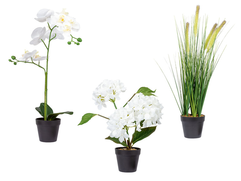 Pełny ekran: LIVARNO home Sztuczna roślina w doniczce Hortensja, Orchidea lub Trawa ozdobna - zdjęcie 1