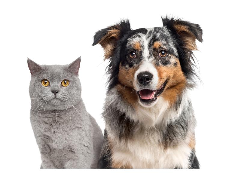 Szary kot brytyjski i pies owczarek australijski.