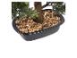 Zbliżenie sztucznego drzewka bonsai w czarnej doniczce z kamykami.