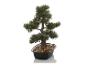 Sztuczne drzewko bonsai w czarnej doniczce z kamykami