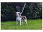 Beagle na smyczy w kolorze niebieskim idzie po trawie.