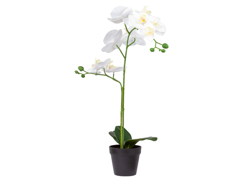 Pełny ekran: LIVARNO home Sztuczna roślina w doniczce Hortensja, Orchidea lub Trawa ozdobna - zdjęcie 2