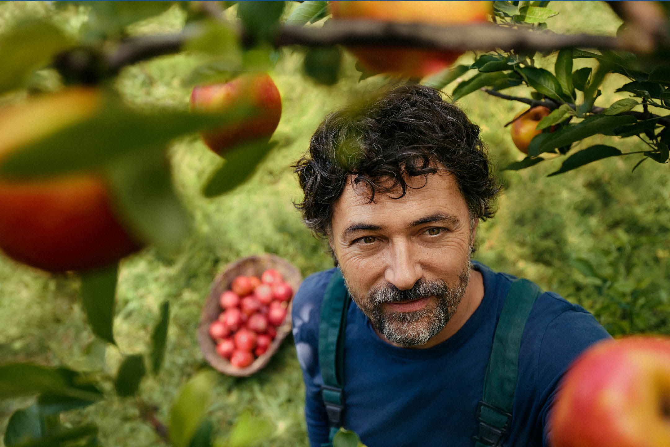 Mężczyzna z brodą w sadzie jabłkowym, z koszem jabłek na ziemi.