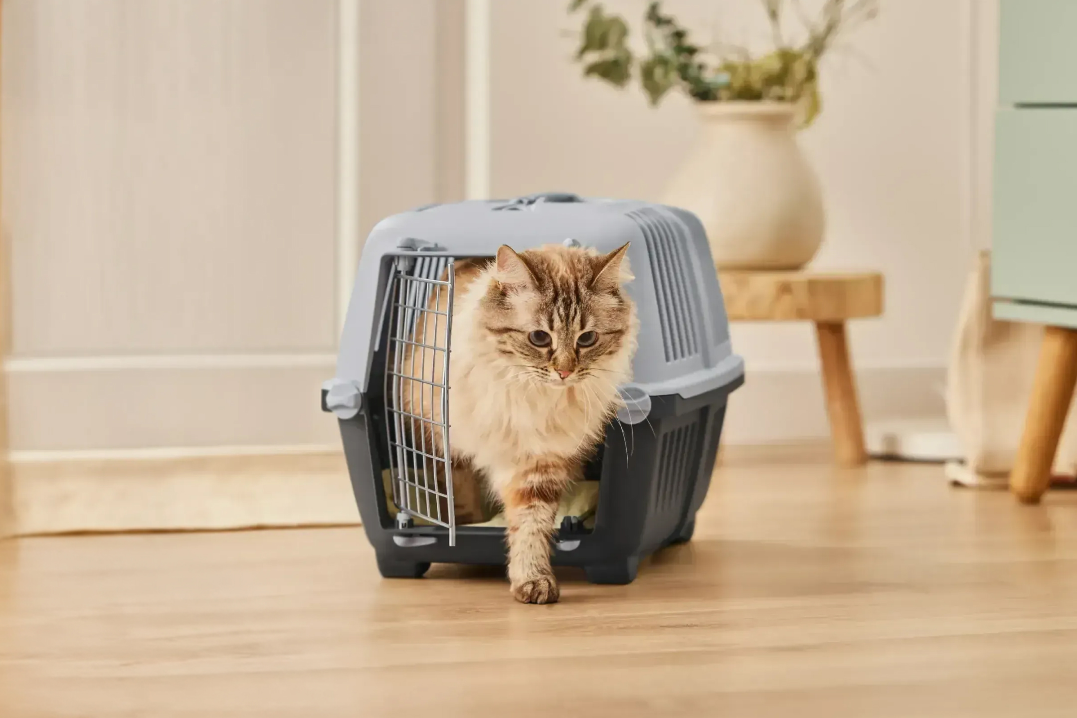 Puszysty kot wychodzi z szarego transportera dla zwierząt na drewnianą podłogę.