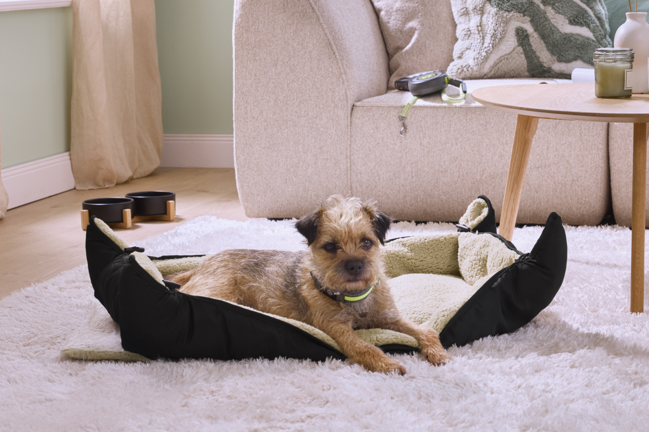 Pies leżący w legowisku na puszystym dywanie, obok kanapy i stolika kawowego.