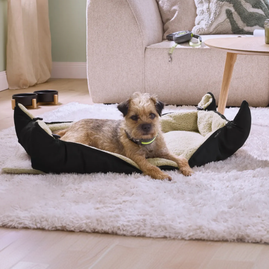 Pies leżący w czarno-zielonym legowisku na białym dywanie w salonie.