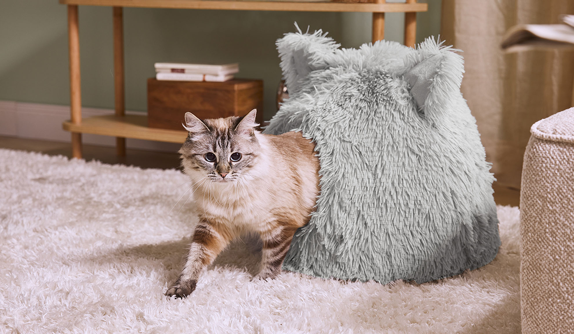 Kot wychodzący z szarego, puszystego legowiska na białym dywanie.